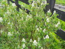 amelanchier alnifolia Obelisk