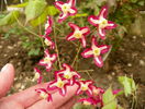 epimedium rubrum