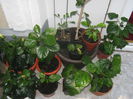 Picture My plants 2941