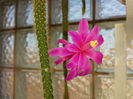 92 Aporocactus fragelliformis