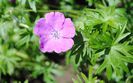 geranium sanguineum Rosa