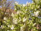 Syringa vulgaris cu fl, alba involta