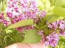 Syringa vulgaris-Sensation-