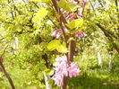 Cercis siliquarum