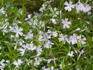 phlox sub. Early Spring Lavender