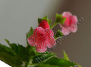 NEW - Kohleria Luci s Puzzle