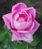 trandafir necunoscut roz fff parfumat