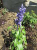 Salvia farinacea