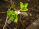 Spring Buds (2015, April 01)