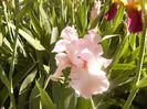 Iris Vision in Pink