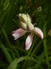 Hyacinthoides hispanica (2015, May 01)
