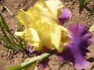 Iris Jurasic Parc