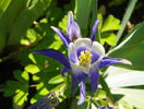 aquilegia Winky Blue & White