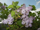 Syringa vulgaris_Lilac (2015, April 28)