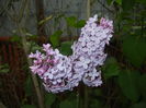 Syringa vulgaris_Lilac (2015, April 28)