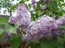 Syringa vulgaris_Lilac (2015, April 29)