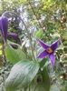 clematita alpina