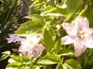 Clematis Inocent Blush