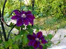 Clematis Julka