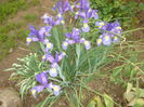 iris hollandica