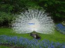 800px-White_peacock_Keukenhof