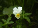 Viola arvensis_Field Pansy ('15, Apr.30)