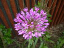 Allium Purple Sensation (2015, May 05)