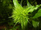 Dianthus barbatus (2015, May 07)