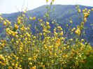 Kerria japonica Pleniflora