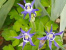 aquilegia Winky Blue & White