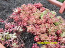 SEDUM ALBUM CORAL