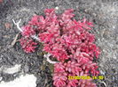 SEDUM  ALBUM NIGRA