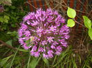 Allium Purple Sensation (2015, May 11)