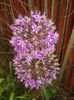 Allium Purple Sensation (2015, May 11)