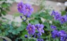 geranium magnificum