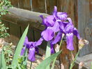 iris germanica