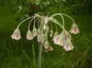 Allium siculum (2015, May 16)