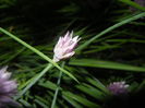 Allium schoenoprasum (2015, May 16)