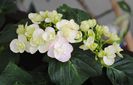 hortensia beautensia papillon