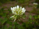 Trifolium repens (2015, May 12)