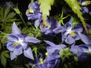 Aquilegia Blue (2015, May 15)