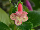 NEW 2015 - Kohleria Luci s Gently