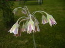 Allium siculum (2015, May 20)