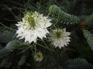 Nigella damascena (2015, May 24)