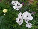 papaver or. Snow Goose