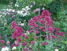 centranthus ruber