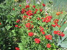 Geum coccineum chiloense (14)