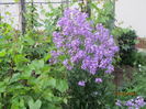 Hesperis matronalis (8)