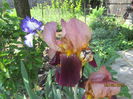 Iris germanica (4)