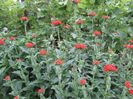 Lychnis calcedonica (2)